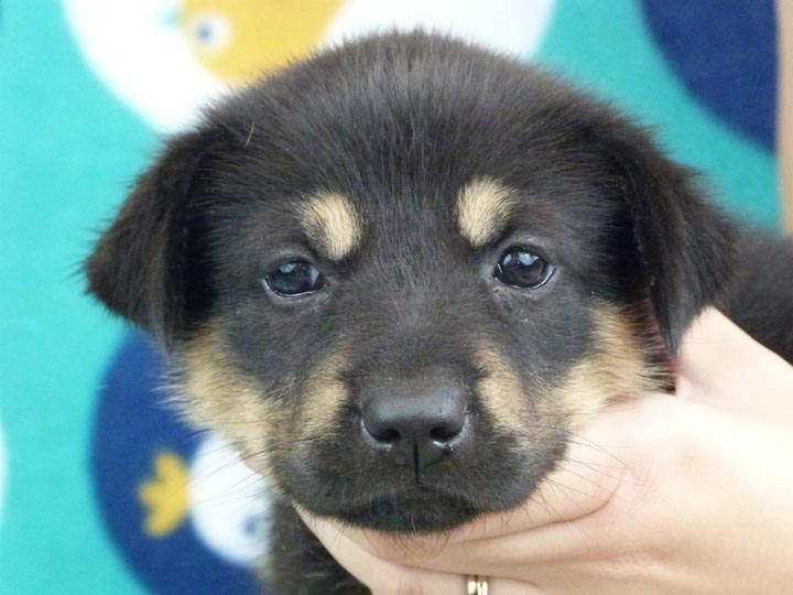 chinook puppy